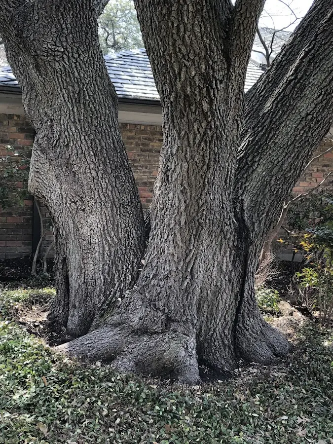 Mature heritage tree close to a Minneota property cared for by certified arborists
